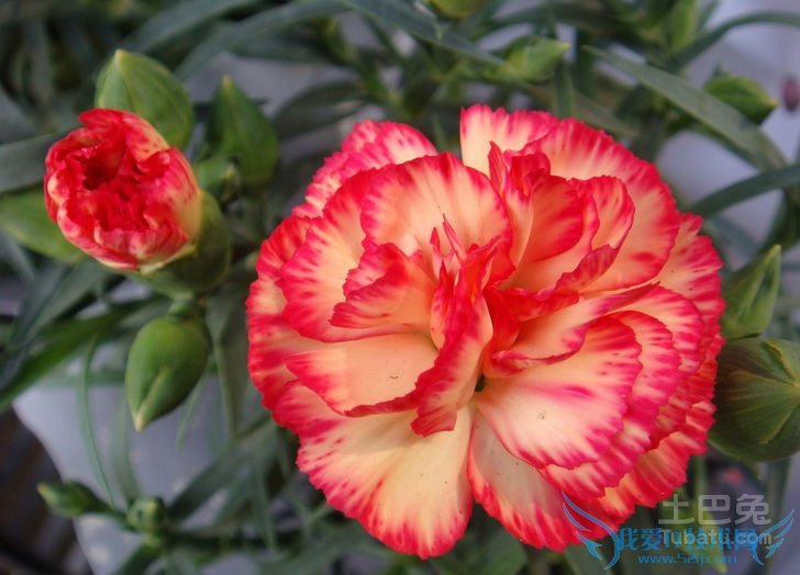 石竹花花语 石竹花花语