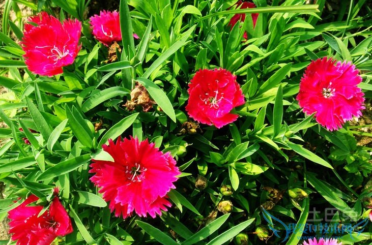 石竹花花语 石竹花花语