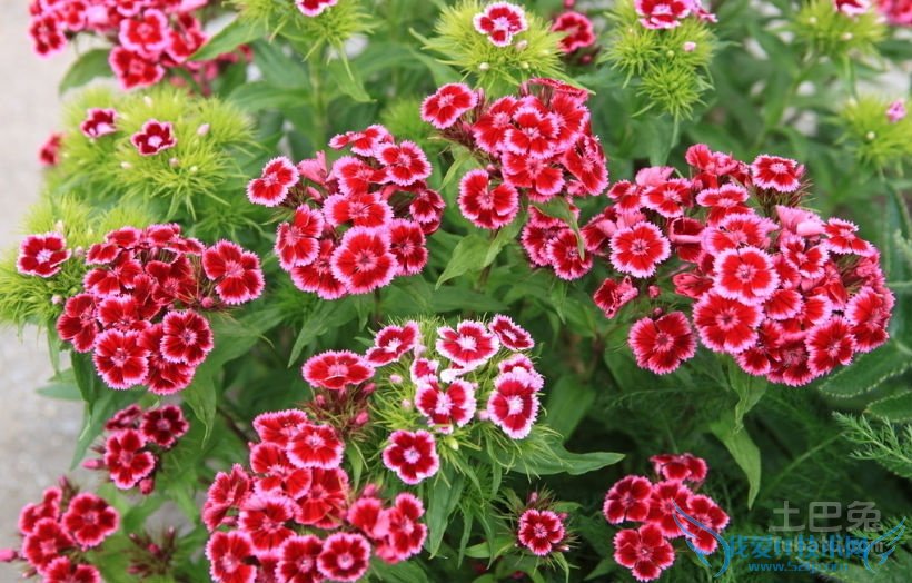 石竹花花语 石竹花花语