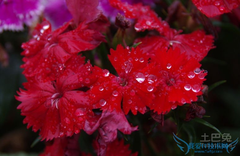 石竹花花语 石竹花花语