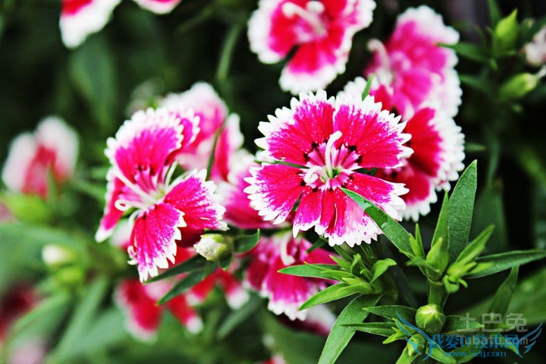 石竹花花语 石竹花花语