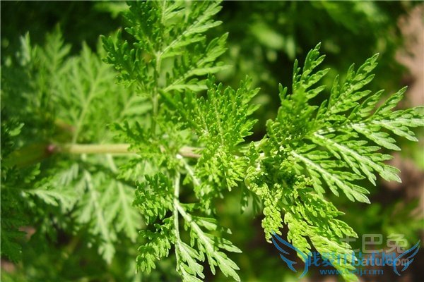 青蒿图片 青蒿图片