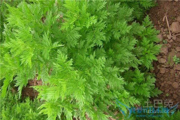 青蒿图片 青蒿图片