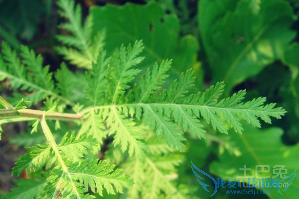 青蒿图片 青蒿图片