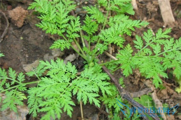 青蒿图片 青蒿图片