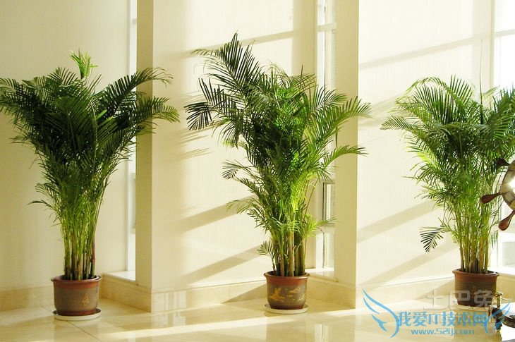 散尾葵和凤尾竹的区别 散尾葵和凤尾竹的区别