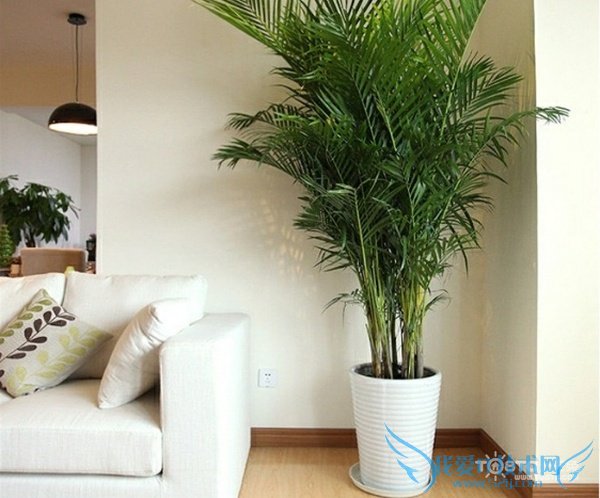 散尾葵和凤尾竹的区别 散尾葵和凤尾竹的区别