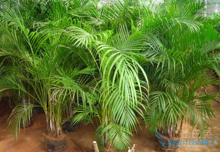 散尾葵和凤尾竹的区别 散尾葵和凤尾竹的区别