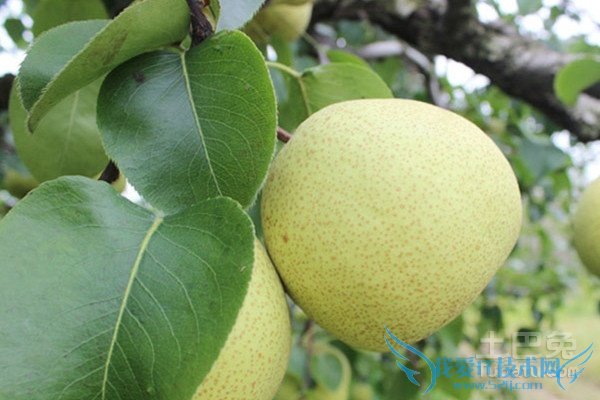 砀山酥梨管理 砀山酥梨管理