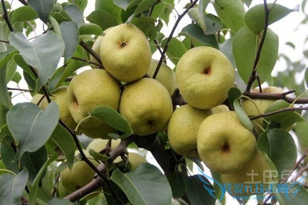 砀山酥梨管理 砀山酥梨管理