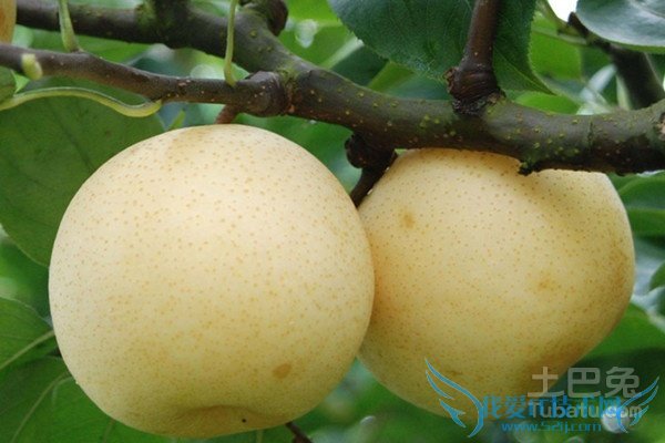 砀山酥梨管理 砀山酥梨管理