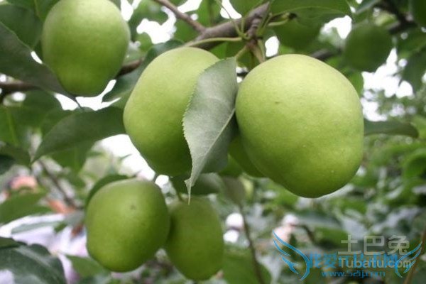 砀山酥梨管理 砀山酥梨管理