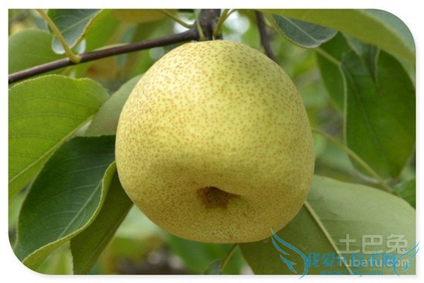 砀山酥梨管理 砀山酥梨管理