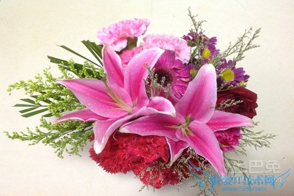 情人草花语 情人草花语