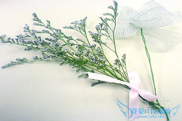 情人草花语 情人草花语