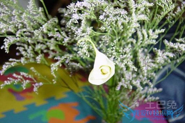 情人草花语 情人草花语