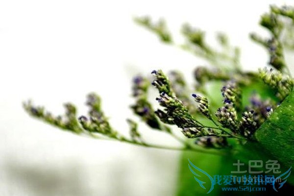 情人草花语 情人草花语