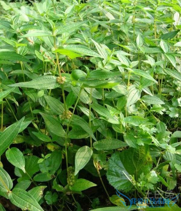 苎麻价格 苎麻价格