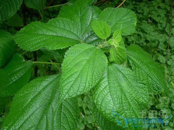 苎麻价格 苎麻价格
