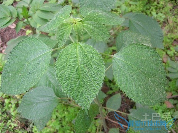 苎麻价格 苎麻价格