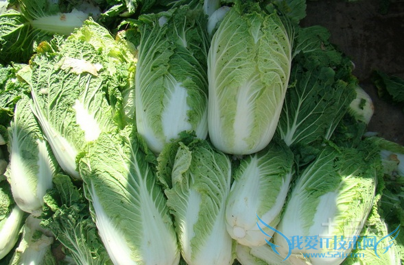 白菜图片