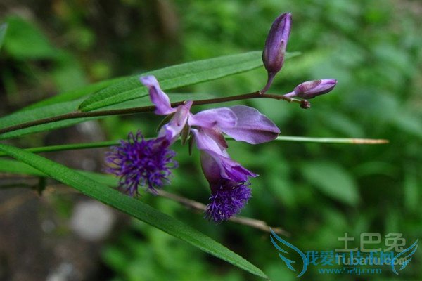 远志如何炮制 远志如何炮制