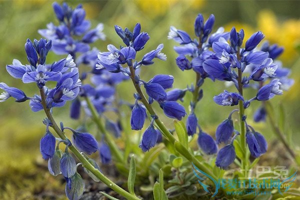 远志如何炮制 远志如何炮制