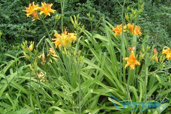 远志如何炮制 远志如何炮制