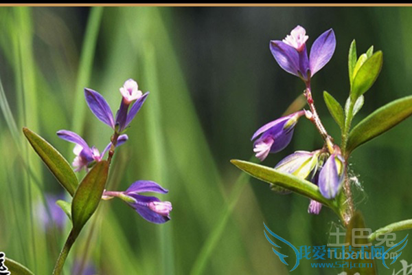 远志如何炮制 远志如何炮制