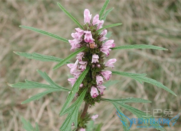 ĸݿȫҩЧɷΪĸأĸݺĸݼˮռĸݶĸȶᡢȻصȡĸֲĽܡĸֲһĸֲ1ĸݲӷֱֲֳǰӻһϸӷʣ¸֬Ĥ֣ܵ²棬벡Ⱦǿǿȣӷѿʡѡʵġѿʡ80%ϵ֡ѨÿĶ㱸400450gÿĶ500600g2زǰأÿĶʩѷʻǷ15002000kg׷ʣʩϸƽ130cmĸ裬Ѩ߿ɲ裬Ҫݵƣ˵ؿôСˮ3ֺ¸֬Ĥ600800Һ棬ɱʷˮɹᣬϢ͸벡Դ߳ʡҲӦʱ粹磬иݣ׷ʽˮ꼾ˮʱҪֹˮӦעʱˮֲʩ¸֬ĤǿЧֹȾ߿Ȼֺ߹Чܣ׳ɳʱʩ߲׳ʹֲ˾׳ֲïʢͬʱֺũҩͲжͬʱҪǿԲ溦ۺϷΣӦѭвβгɱ棬ԭʩ¸֬ĤǿЧĸﲥĲɣĸݱﲥˮڼ(2Ѯ3Ѯ)Ϊ;ΪļеֲĲâԺֲ;µȡﲥ¶ڼ(9Ѯ10Ѯ)ʪʱáﲥڵѡֱӹϵƷĲ磬ֺ;٣µͺӰ죬겻ܷѿ괺ܷѿҷѿ룬಻ַ̦ܳѨƽԭµضѨ 㣬಻áǰӻһϸӷʣ֣ʪܹɢΪȣһÿĶûһӷ250300kg3540kgߣڿṵľԼ25cm10cmң47cmҪƽǰڹʩ25003000kgȻӻҾ룬ظѨߣѨоԼ25cmѨѨֱ10cmң37cmѨҪƽѨĶʩ10001200kgپӻңظĸֲ1粹磺5cmҿʼ磬Ժ½23Σ1520cmʱ硣߲ȡ磬10cm;ѨÿѨ23ꡣʱȱ磬ҪʱԲֲ2иݣߣи3Σֱ5cm15cm30cmʱ;Ĳߣֲʱ;ﲥߣڵ糤34ƬҶʱеһиݣиΣ봺ͬиʱҪ˸;иҪ磬ֹѹȣ羥;һиҪ3׷ʣˮÿиݺҪ׷һΣʩΪѣء李ʻɣ׷ʱҪע⽽ˮмɷϹŨ硣ʩʱǿˮ͸ˮϡͺʩá꼾ˮʱҪֹˮӦעʱˮĸֲβа׷۲ڷǰ25%1000ҺΡ˲1500ù;11300Һ;40%500ҺȷΡлҶΪ溦棬＾ùѧƼΡСϻ糿ɱѲɱĸֲĸһݱĸֲϢעװ