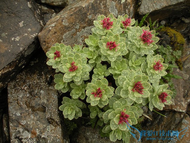 쾰ĳԷȫ 쾰ĳԷƼע