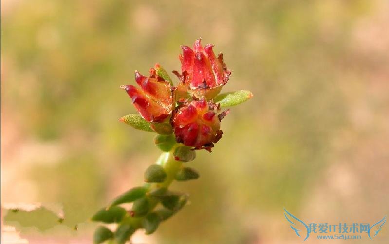 쾰ĳԷȫ 쾰ĳԷƼע