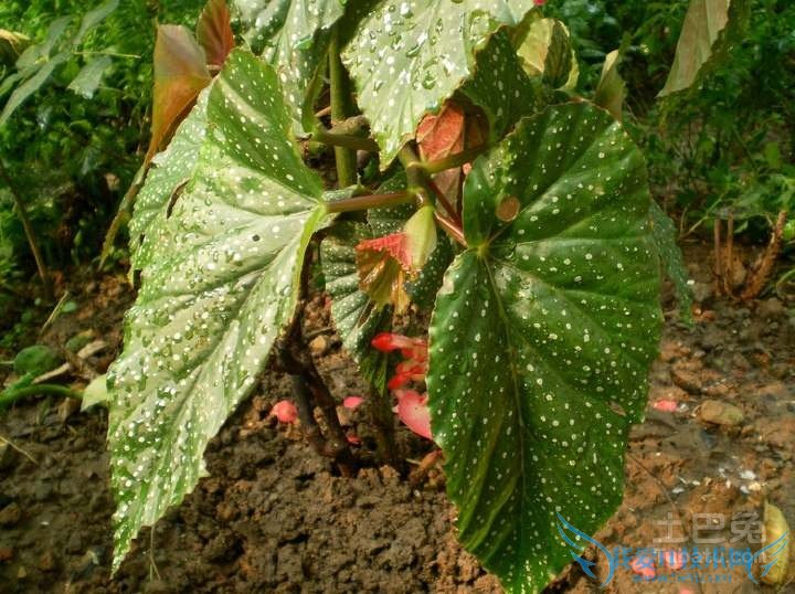 竹节海棠图片 竹节海棠图片