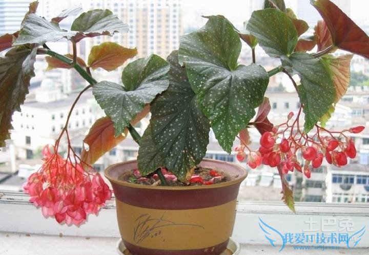 竹节海棠图片 竹节海棠图片