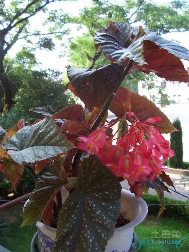 竹节海棠图片 竹节海棠图片