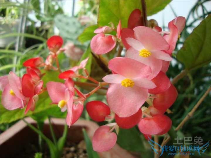 竹节海棠图片 竹节海棠图片