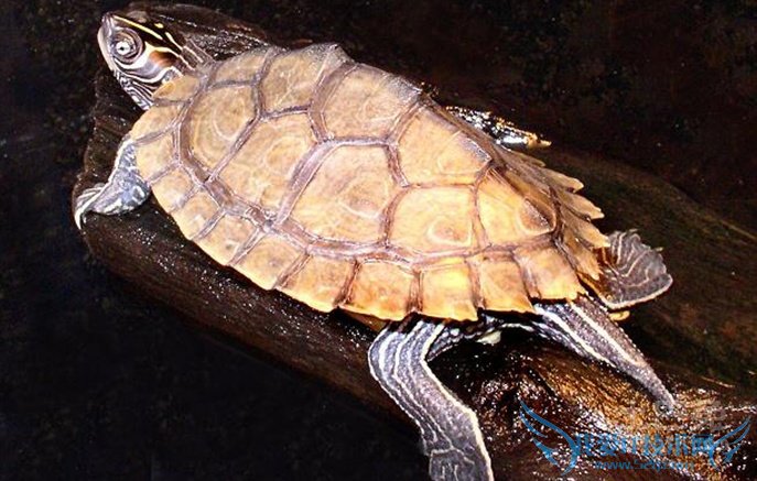 密西西比地图龟 密西西比地图龟