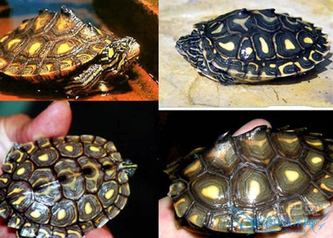 黄斑地图龟 黄斑地图龟