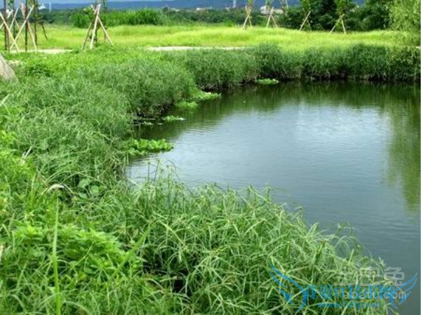 湿地植物配置