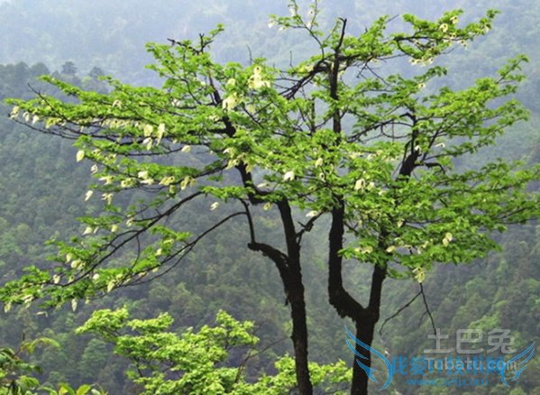 珙桐的资料 珙桐的资料