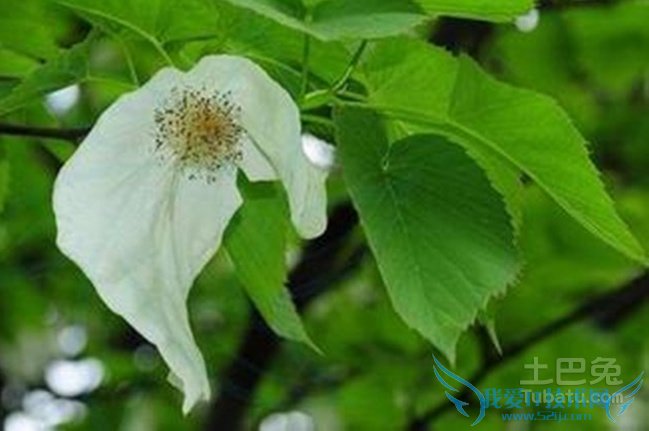 珙桐的资料 珙桐的资料