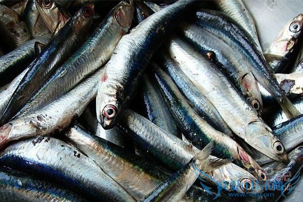 鳀鱼图片 鳀鱼图片