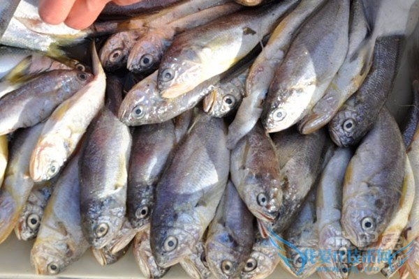 鳀鱼图片 鳀鱼图片