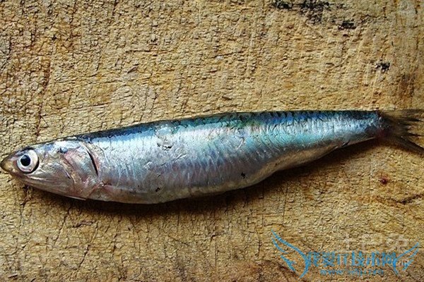 鳀鱼图片 鳀鱼图片