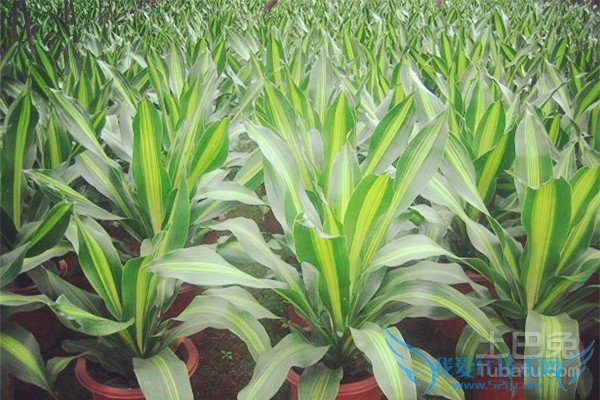 也门铁修剪不好咋办