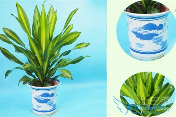 也门铁修剪不好咋办