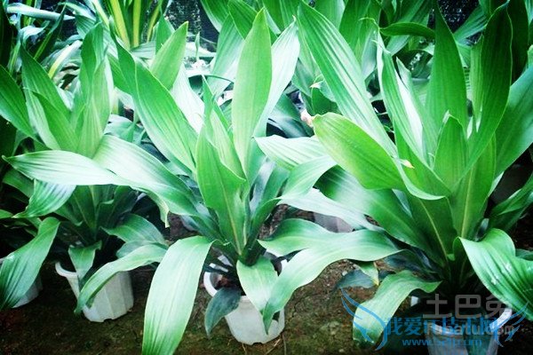 也门铁修剪不好咋办