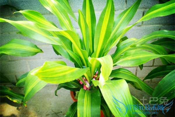 也门铁修剪不好咋办 也门铁修剪不好咋办