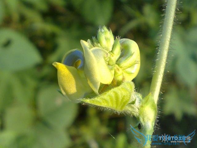 豆蔻的功效与作用及禁忌