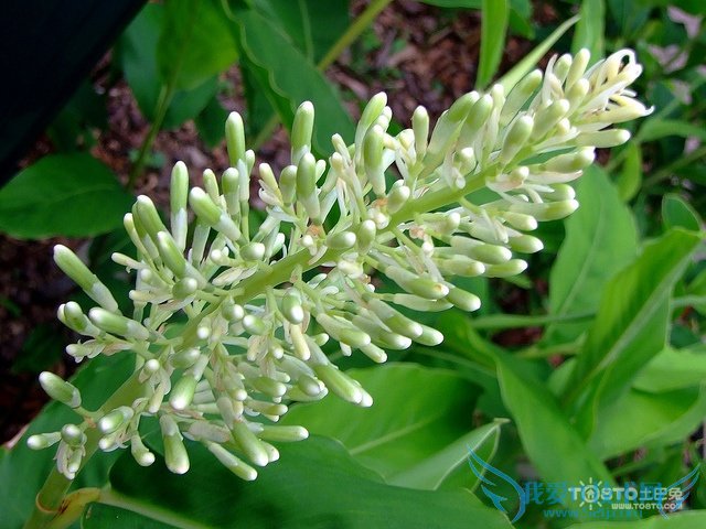 豆蔻的功效与作用及禁忌